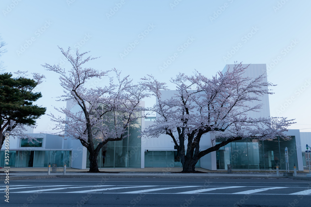 Cherry Blossoms trees in the city