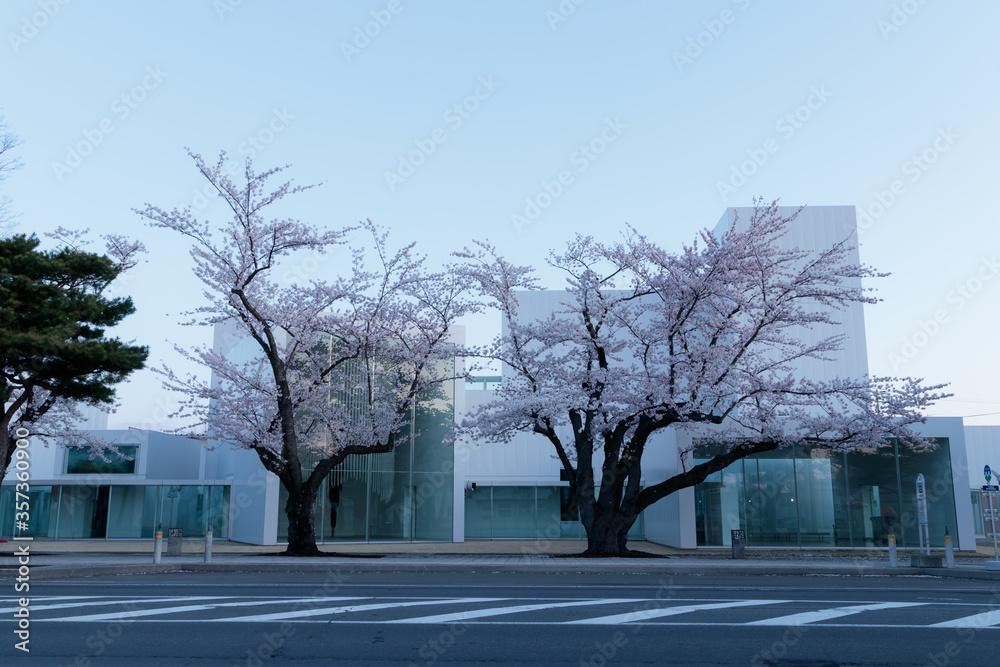 Cherry Blossoms trees in the city Cherry Blossoms trees in the city
