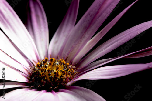 Burgundy gerbera daisy, on a black background, illuminated by the light of the moon