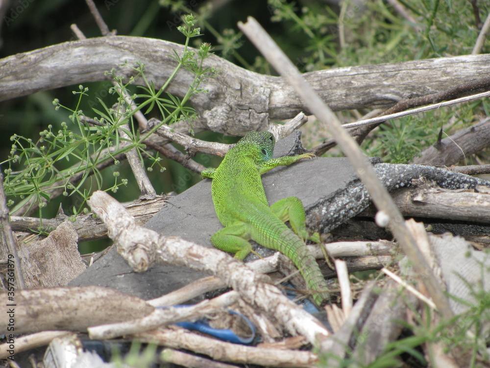 Fototapeta premium lizard on the tree