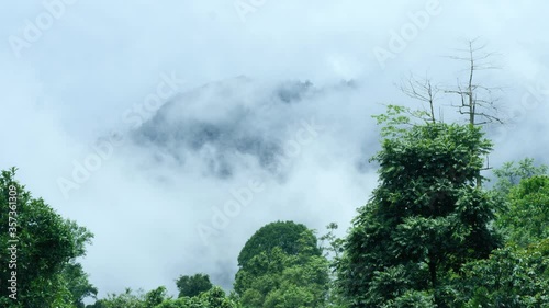 fog in the forest