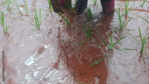 Asian farmer transplant rice seedlings in rice field,Farmer planting rice in the rainy season