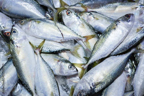 Fresh mackerel fish in market , Sea fish mackerel pile top view, Background top view fresh mackerel, Fresh mackerel on ice for sale