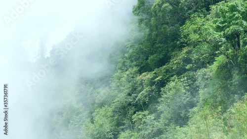 fog in the forest
