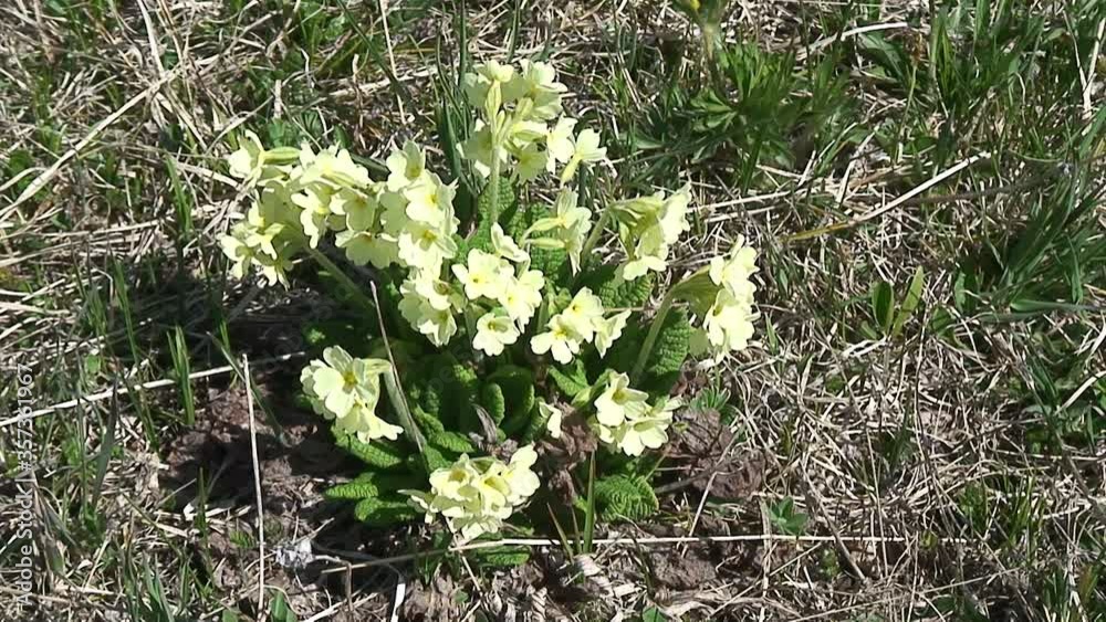 Caucasus, Ossetia. Kurtat Gorge. Spring mountain flowers. Caucasus, Ossetia. Kurtat Gorge. Spring mountain flowers.
