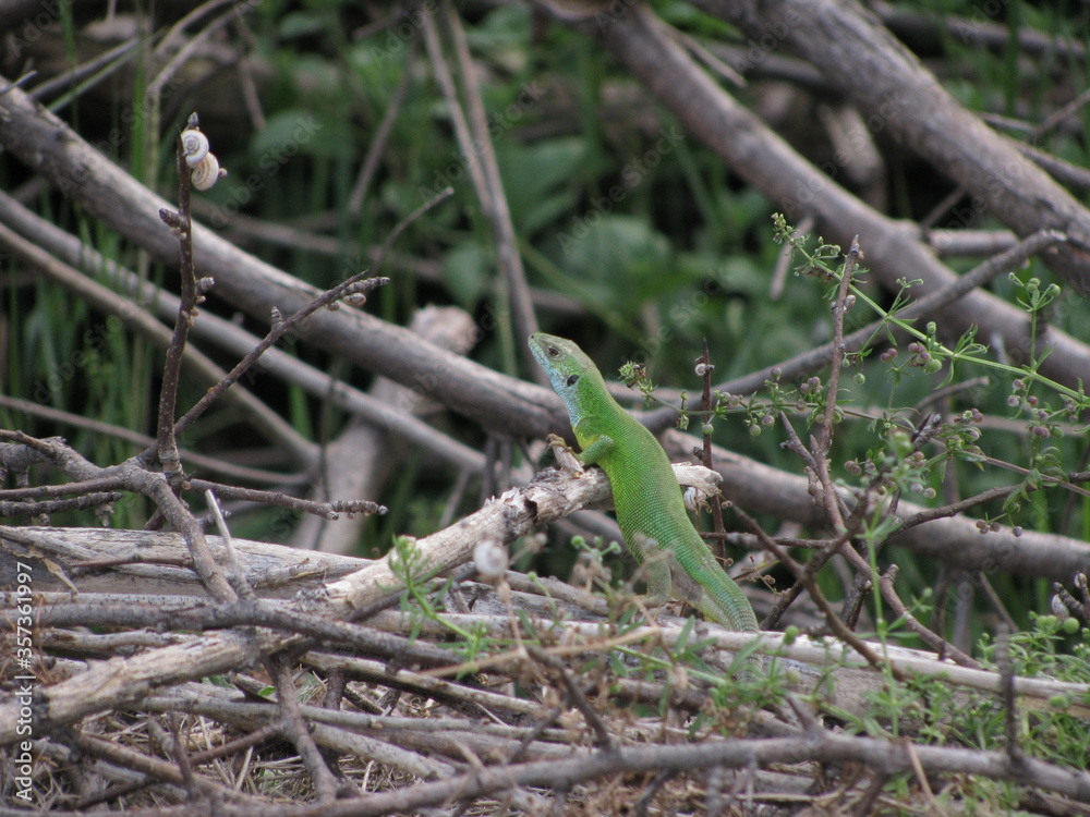 Green lizard,lizard on the tree, Ukrainian green lizard,lizard,reptiles,reptile, reptilian, creeper,рептилия,пресмыкающееся,зеленая ящерица в степях Украины, squamate reptiles,Animalia,Squamata Green lizard,lizard on the tree, Ukrainian green lizard,lizard,reptiles,reptile, reptilian, creeper,рептилия,пресмыкающееся,зеленая ящерица в степях Украины, squamate reptiles,Animalia,Squamata