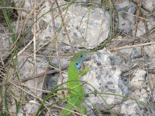 lizard in the grass,lizard on the tree, Ukrainian green lizard,lizard,reptiles,reptile, reptilian, creeper,рептилия,пресмыкающееся,зеленая ящерица в степях Украины,  squamate reptiles,Animalia,Squamat