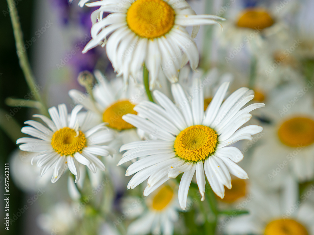 Fototapeta premium Colored beautiful wildflowers close-up