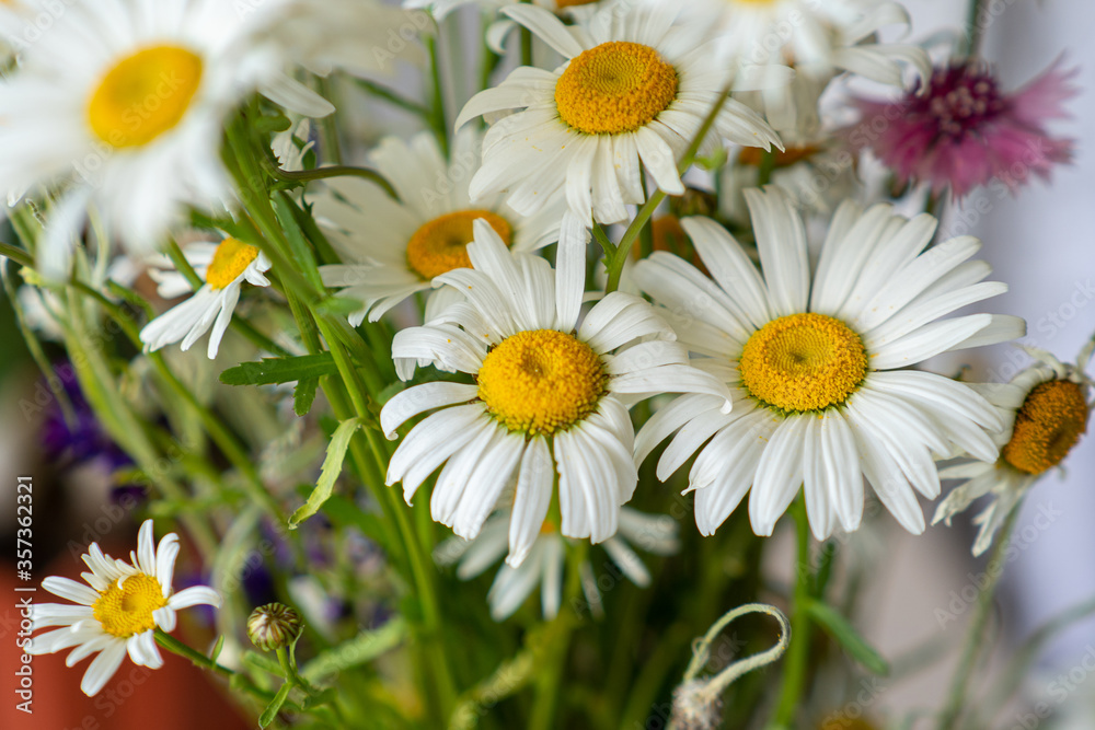 Fototapeta premium Colored beautiful wildflowers close-up
