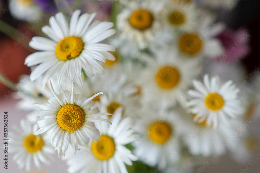 Fototapeta premium Colored beautiful wildflowers close-up