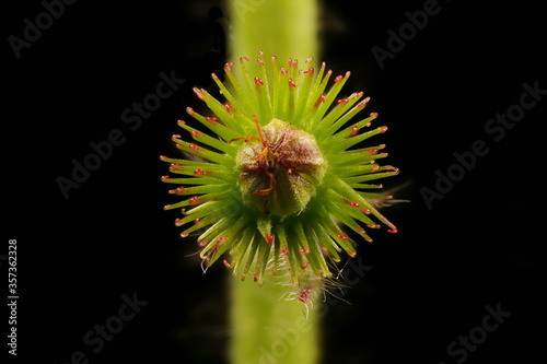 Agrimony (Agrimonia eupatoria). Fruit Closeup