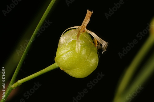 Branched St. Bernard's-Lily (Anthericum ramosum). Fruit Closeup photo