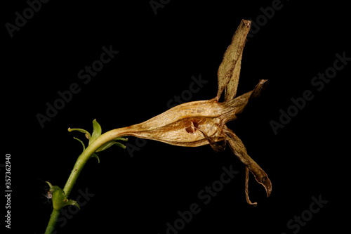 Peach-Leaved Bellflower (Campanula persicifolia). Fruit Closeup