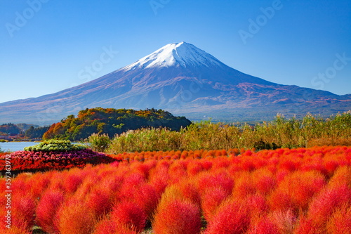 富士山とコキア 山梨県富士河口湖町の大石公園 河口湖畔 にて Foto De Stock Adobe Stock
