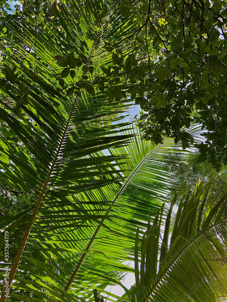Naklejka premium palm tree leaves
