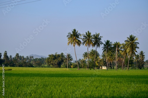Beautiful farm country side landscape with coconut trees india