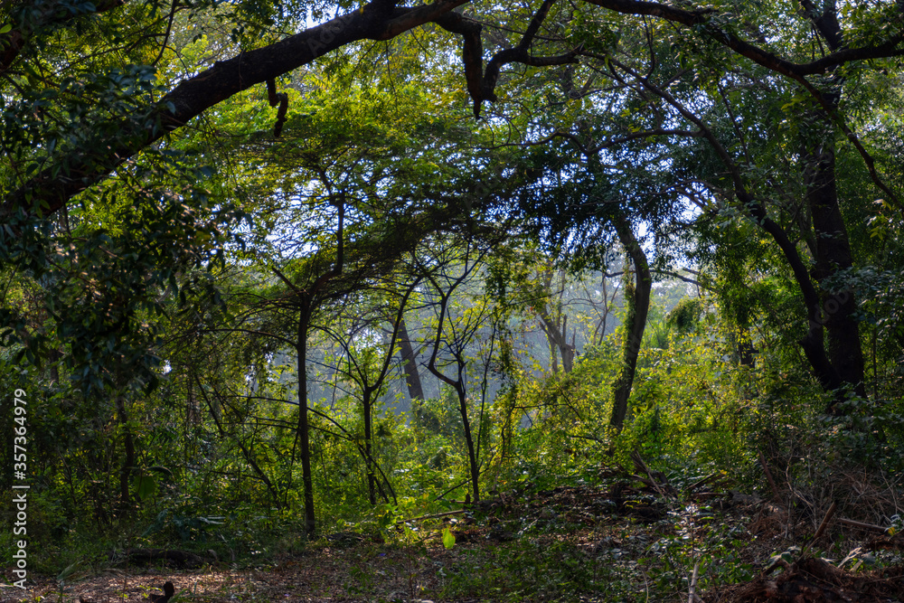 Greenery of the Acharya Jagadish Chandra Bose Indian Botanic Garden located at Shibpur, Howrah, West Bengal, India