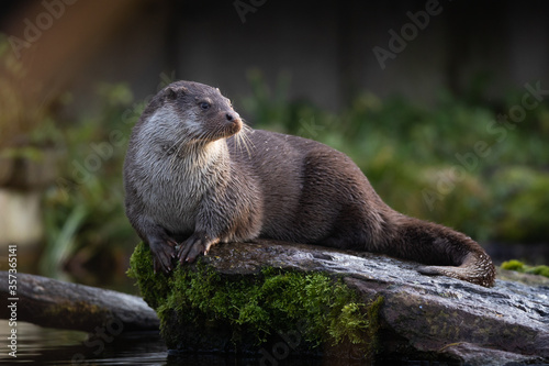 old world otter