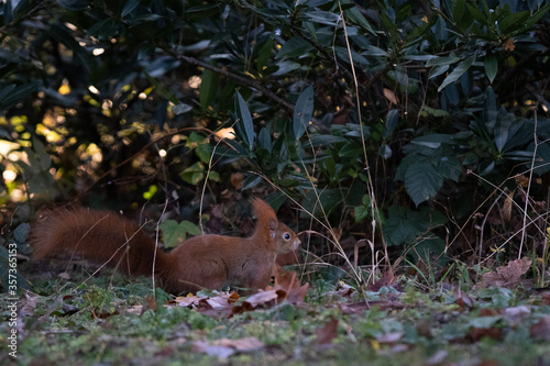 Squirrel photo