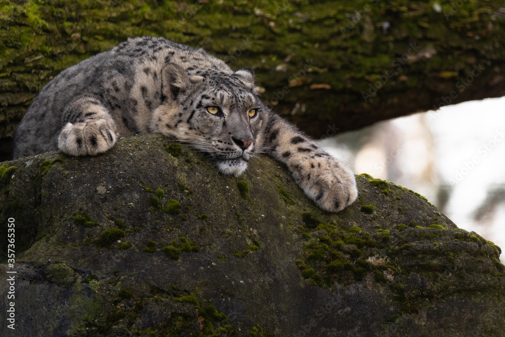 Obraz premium Snow leopard