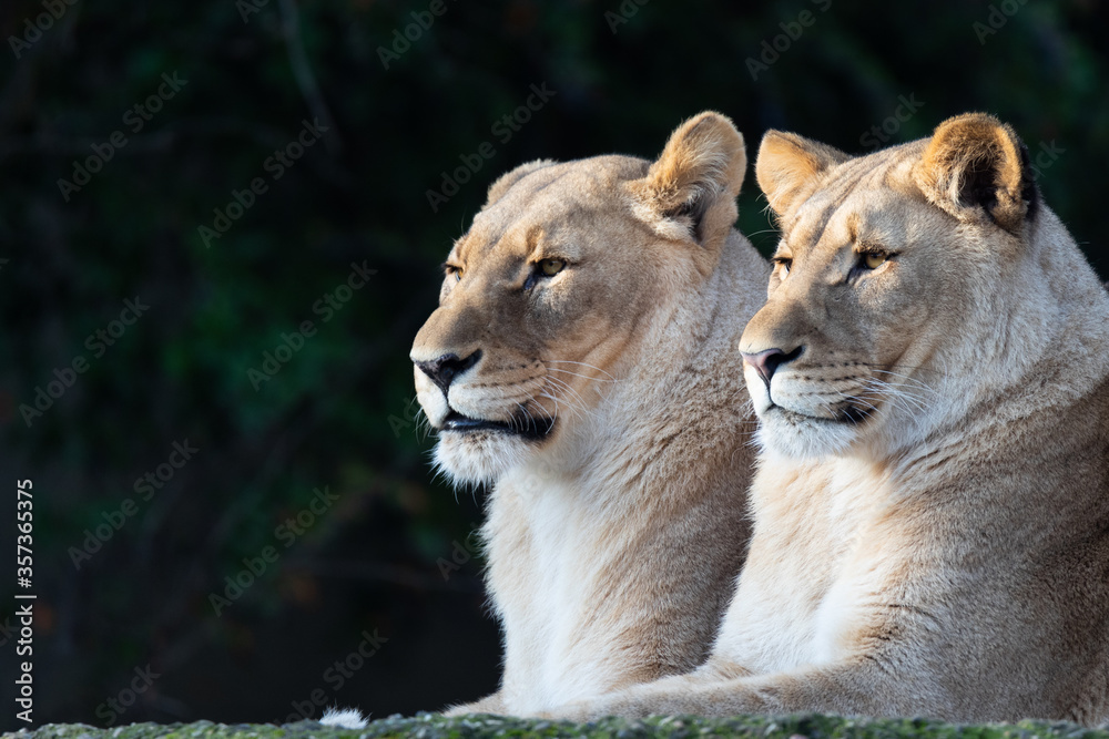 Naklejka premium Lion