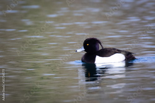 tufted duck © Cloudtail