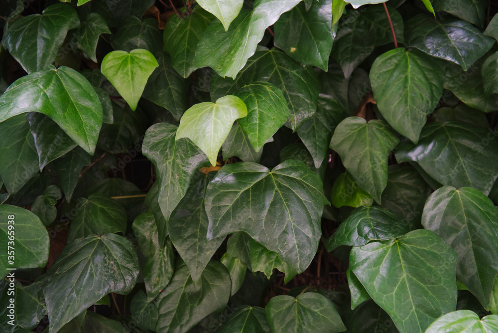 Natural green creative background, Dark green leaves template layout background photo for background prsentation, cover and profile Flat lay. Nature, eco, sustainnability, SDGs concept. Natural green creative background, Dark green leaves template layout background photo for background prsentation, cover and profile Flat lay. Nature, eco, sustainnability, SDGs concept.