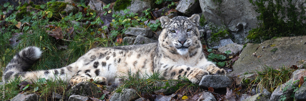 Snow leopard Snow leopard