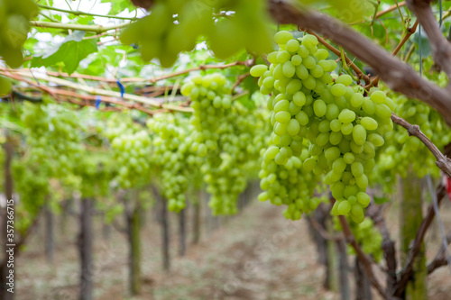 Bunches of White Grapes in the Vineyard