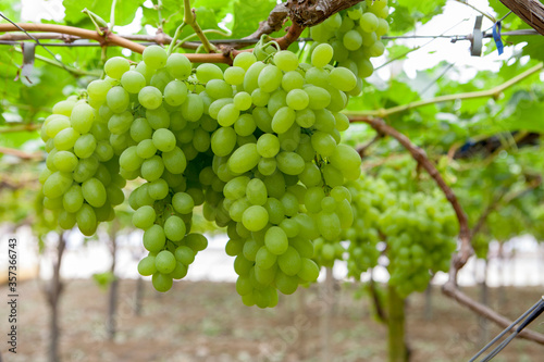 Bunches of White Grapes in the Vineyard
