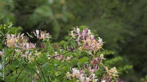 Lonicera etrusca Santi (Caprifoliaceae)
Mother-in-law and daughter-in-law
rooster, pebera, shoemaker. The color of the flowers varies from pink (before opening) to yellow-orange and its smell is very 