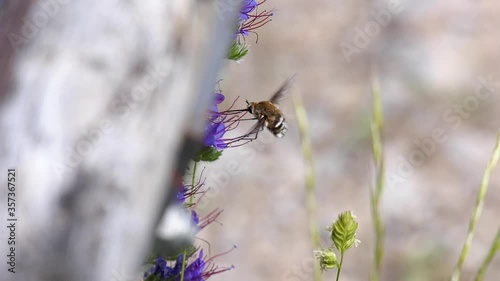 Behind the bank, among the vivid colors of the plant echium vulgare feeds 
(Bombylius major) is a fly from the Bombyliidae family, called bee flies