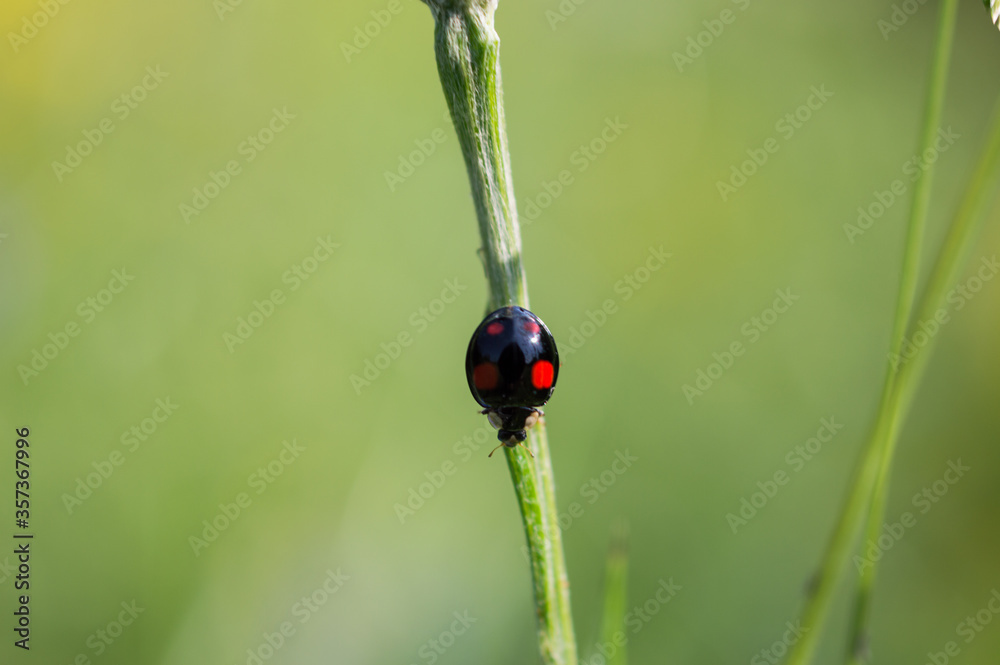 Fototapeta premium Black and red ladybug
