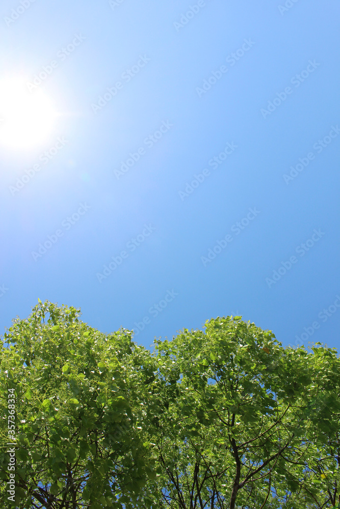Obraz premium 空_0009_クスノキと降り注ぐ陽光