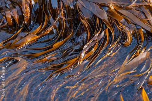 Oarweed in clear sea water in Norway