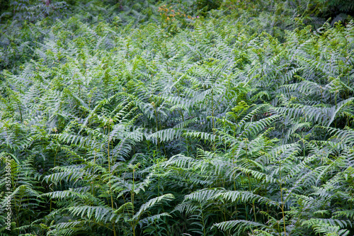 Green forest vegetation of ferns