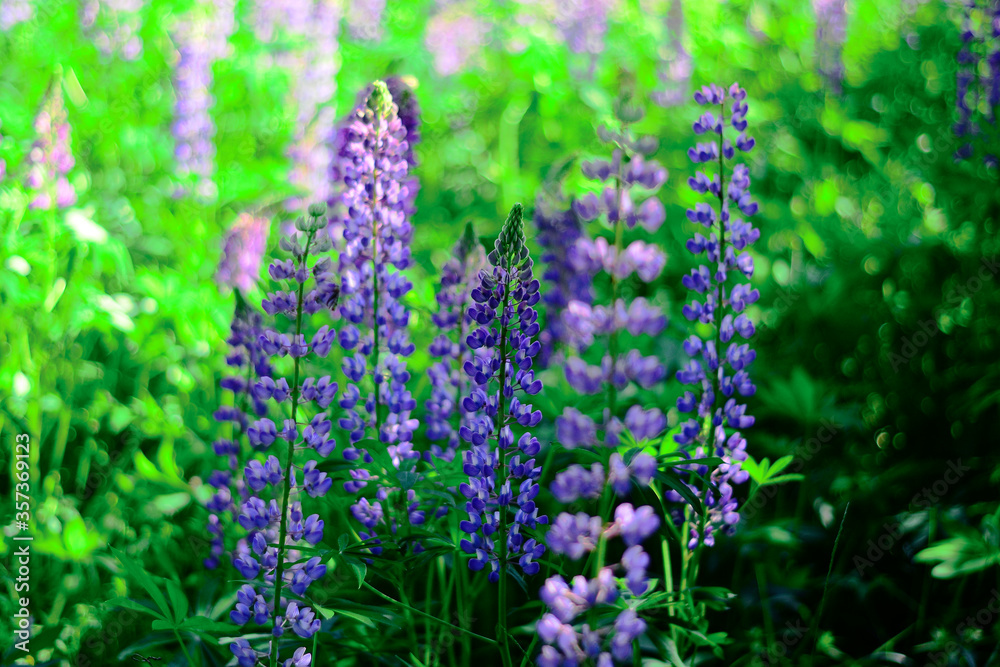 Obraz premium lavender flowers in the garden