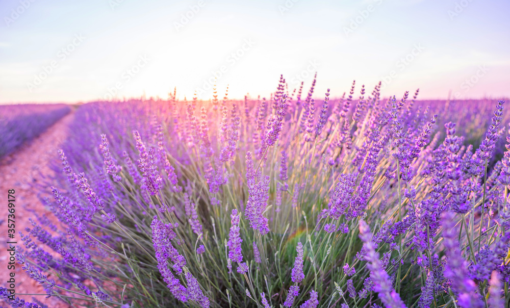 Beautiful blossoming lavender closeup background in soft violet color with selective focus, copy space for your text. Valensole lavender fields, Provence, France.
