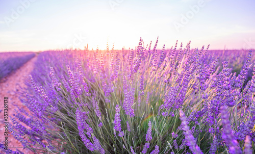 Beautiful blossoming lavender closeup background in soft violet color with selective focus, copy space for your text. Valensole lavender fields, Provence, France.