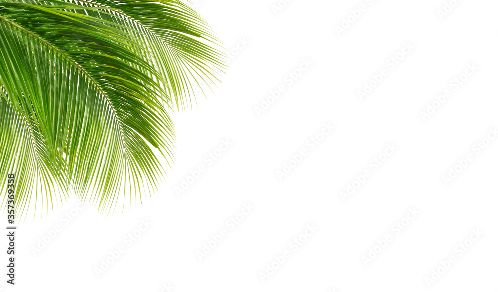 Green leaves of coconut palm trees isolated on a white background for graphic design