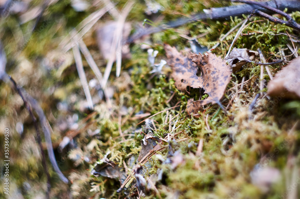 Beautiful green moss on the forest ground close up Beautiful green moss on the forest ground close up