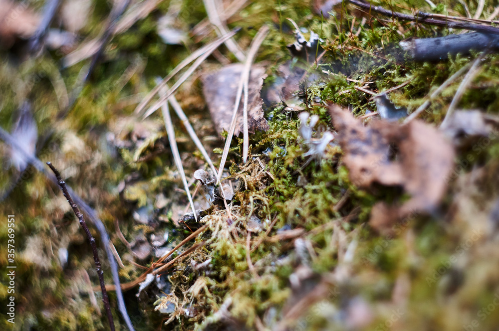 Beautiful green moss on the forest ground close up Beautiful green moss on the forest ground close up