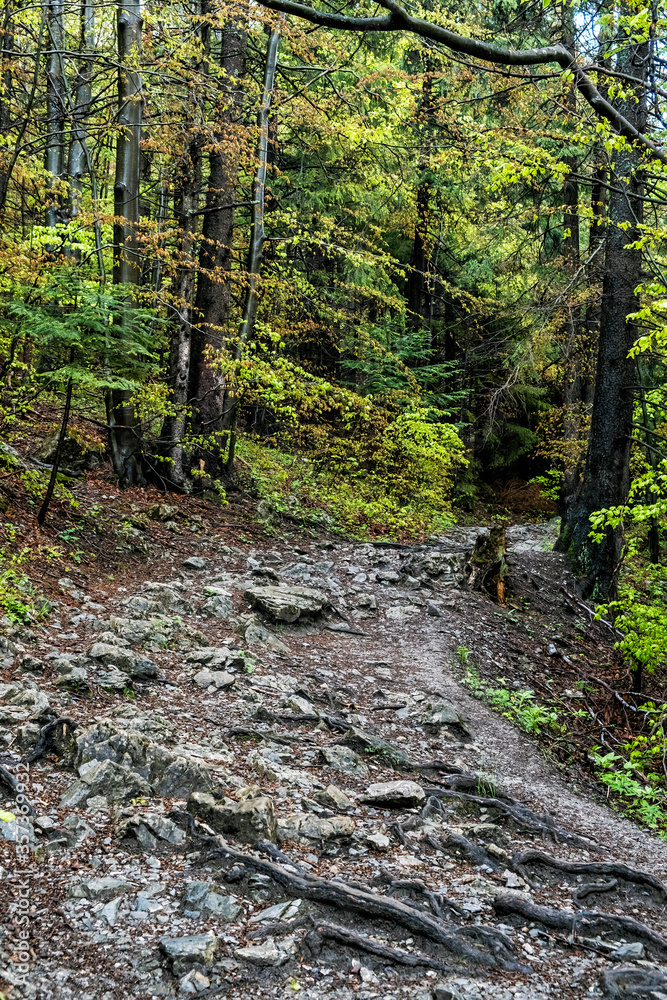 Deciduous forest in Little Fatra mountains, Slovakia, springtime scene Deciduous forest in Little Fatra mountains, Slovakia, springtime scene