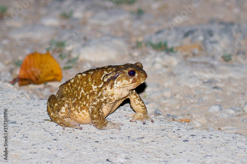 Common toad looking for food at night photo