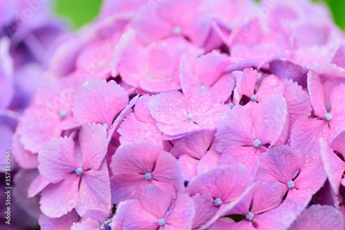 Summer Blue Hydrangea flowers with rain droplets in horizontal frame