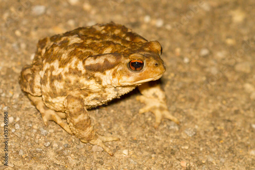 Sapo común (Bufo spinosus) inflado en posición de defensa. photo