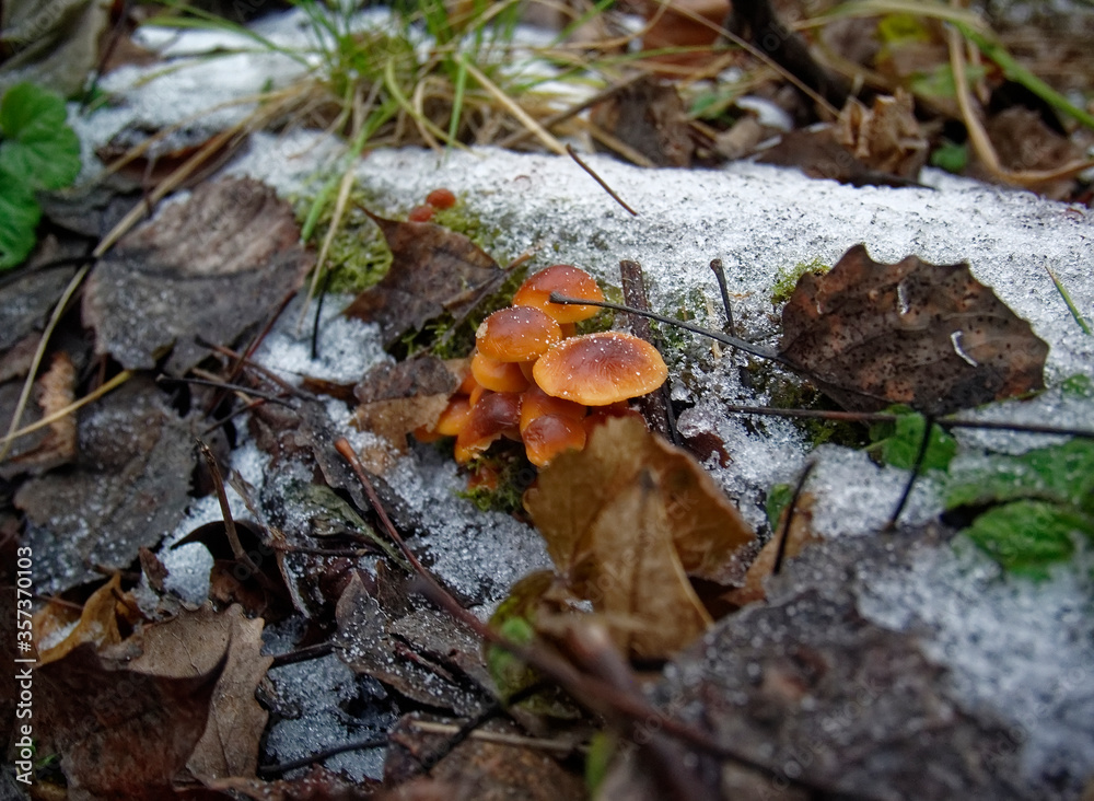 orange mushrooms on a stump in winter, Moscow orange mushrooms on a stump in winter, Moscow
