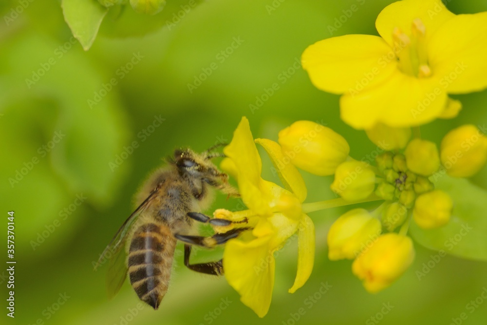 Macro details of Honeybee on Yellow Rapeseed flower Macro details of Honeybee on Yellow Rapeseed flower