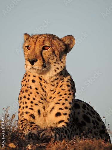 Cheetah looking out over the African Plains 