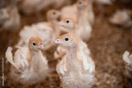 curious baby turkey with beak trimmed at the chicken farm. raise animals for meat. Thanksgiving turkey growing conditions